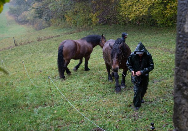 Débardage à Cheval en Forêt